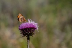 17-DSC01388